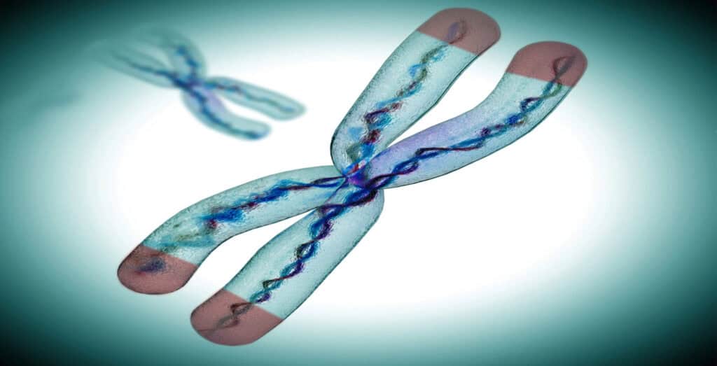 Image illustrating telemere - tiny pieces of DNA found on the end of each chromosome