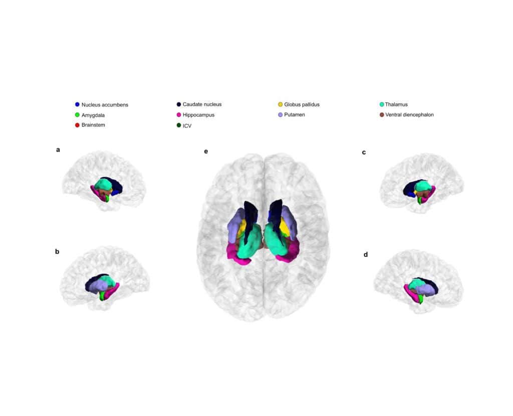 Figure illustrating various ‘deep brain’ structures that the researchers analysed.