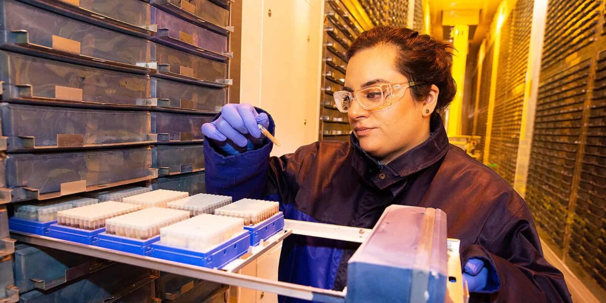 A scientist looks closely at a sample whilst pulling a rack out of the store