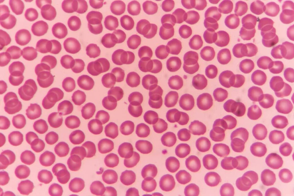 Microscopic red blood cells