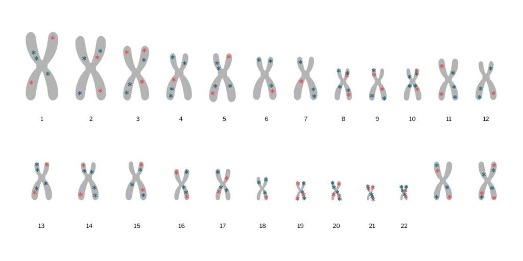 A depiction of the 23 human chromosomes. Variants are shown as blue and red stars on these chromosomes. There are many red stars, about as many as there are blue ones.
