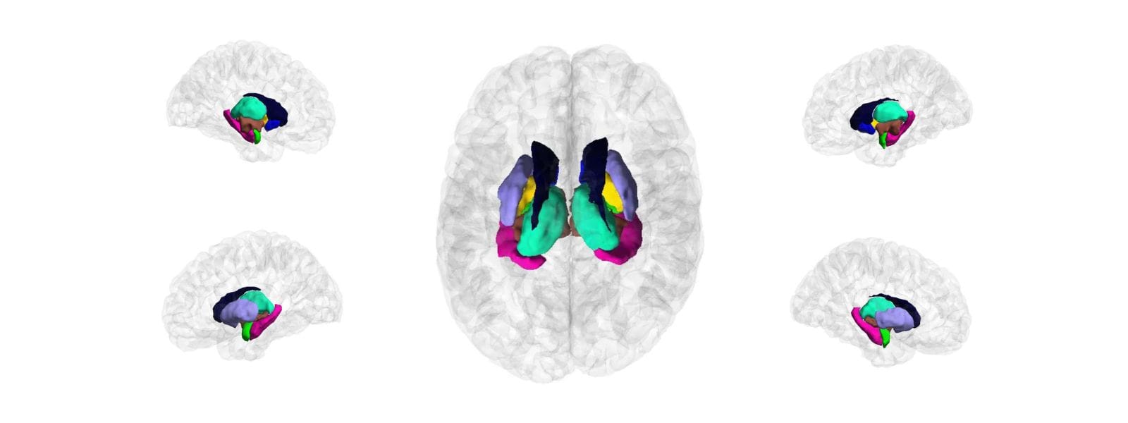 Figure illustrates various ‘deep brain’ structures as coloured blobs inside a semi-transparent outline of a brain.